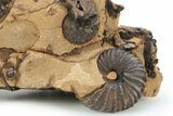 Detailed Jurassic Ammonites in Rock - Morocco #295333-1